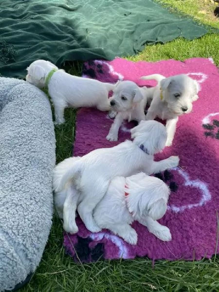 cuccioli di schnauzer nano in cerca di adozione | Foto 1