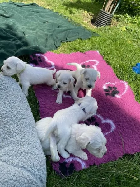 cuccioli di schnauzer nano in cerca di adozione | Foto 0