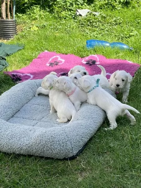 cuccioli di schnauzer nano in cerca di adozione