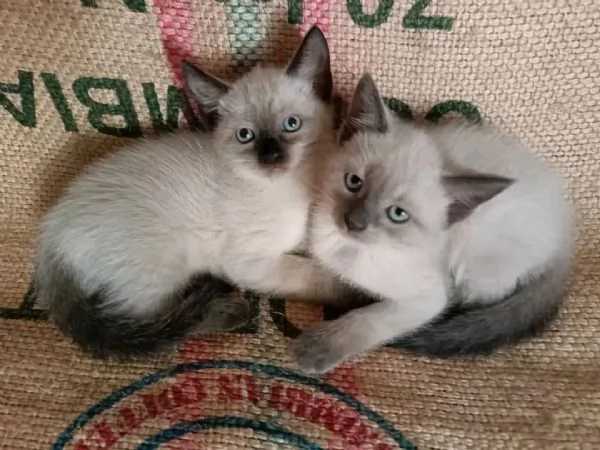 Adozione gattini Siamese 