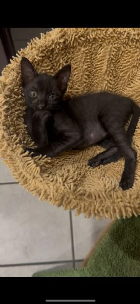 Gattino cerca adozione