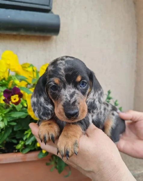 BASSOTTO NANO TEDESCO e BASSOTTI NANI VARI COLORI