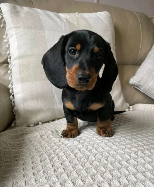 BASSOTTO NANO TEDESCO e BASSOTTI NANI VARI COLORI | Foto 1