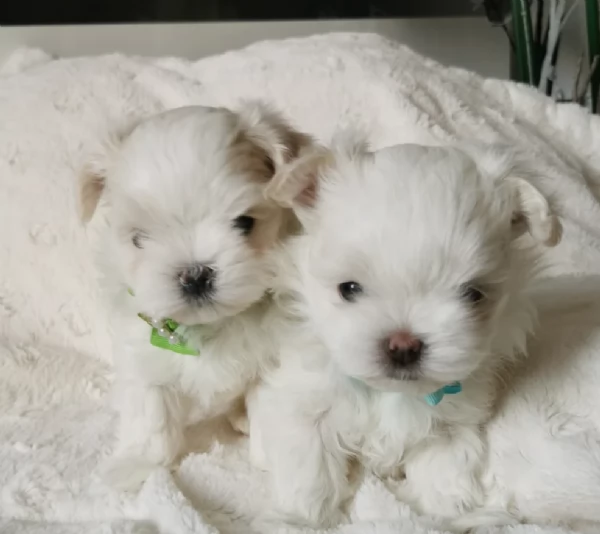 meraviglioso. per adozione cuccioli di toy  maltese | Foto 2