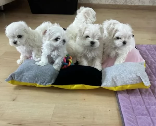 meraviglioso. per adozione cuccioli di toy  maltese | Foto 1