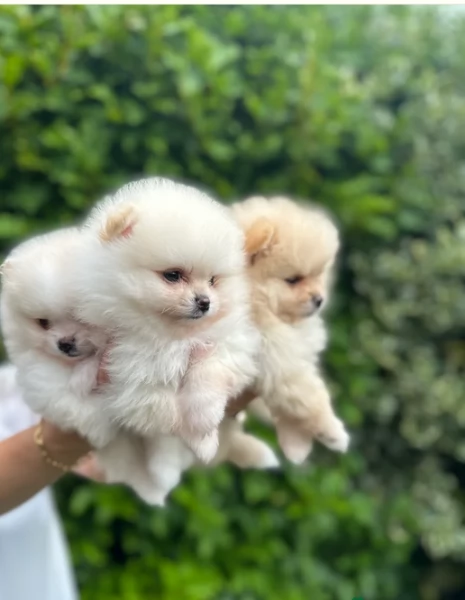 pomeranian maschio e femmina per ladozione | Foto 2