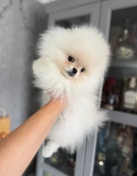 pomeranian maschio e femmina per ladozione | Foto 1