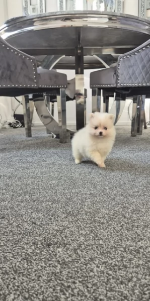 pomeranian maschio e femmina per ladozione | Foto 2