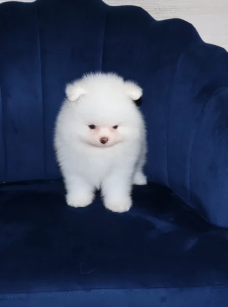 pomeranian maschio e femmina per ladozione | Foto 4