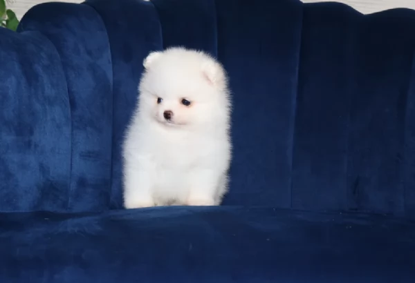 pomeranian maschio e femmina per ladozione | Foto 2