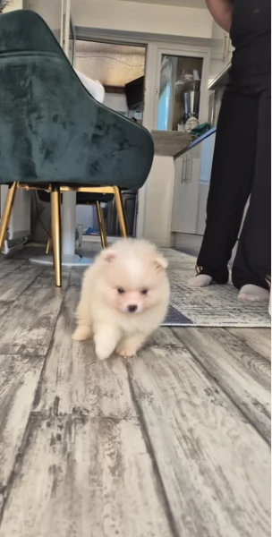 pomeranian maschio e femmina per ladozione | Foto 2