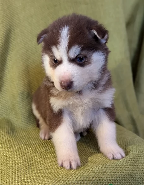 REGALO HUSKY per ladozione con pedigree | Foto 0