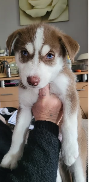 REGALO HUSKY per ladozione con pedigree | Foto 1