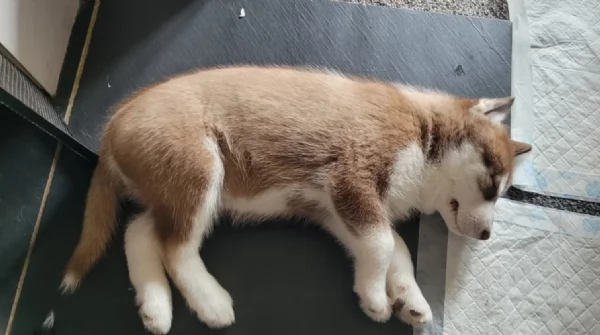 REGALO HUSKY per ladozione con pedigree | Foto 0