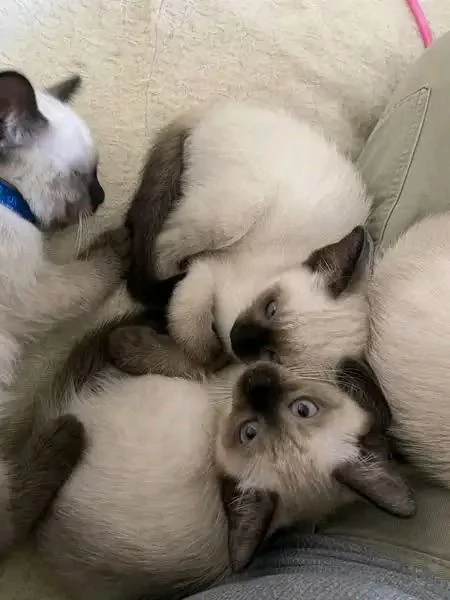 Adozione gattini Siamese 