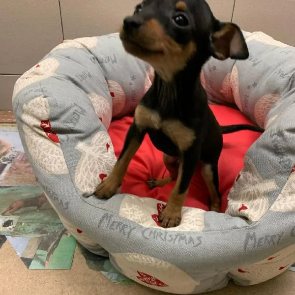 Pinscher Mini (cuccioli maschio e femmina)