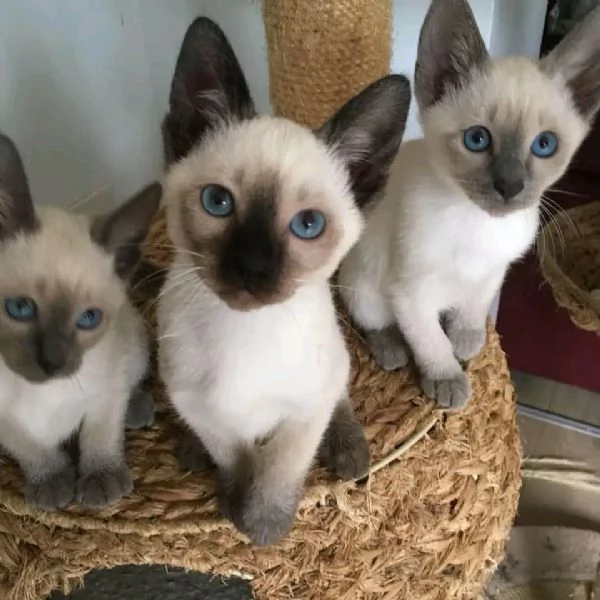 Adozione gattini Siamese 