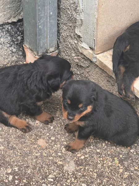 Rottweiler  | Foto 6