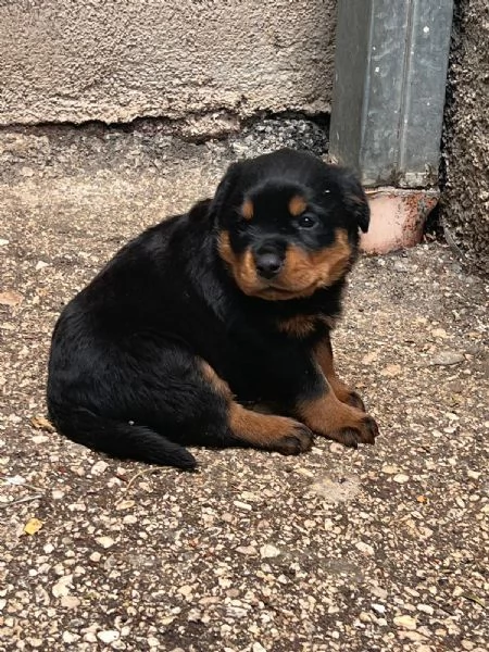Rottweiler  | Foto 5