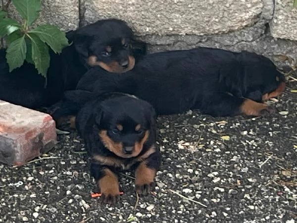 Rottweiler  | Foto 4