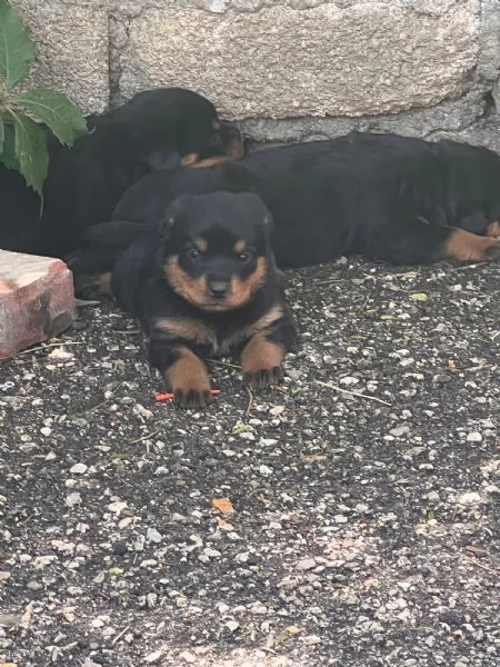 Rottweiler  | Foto 3