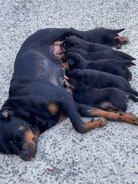 Rottweiler  | Foto 2