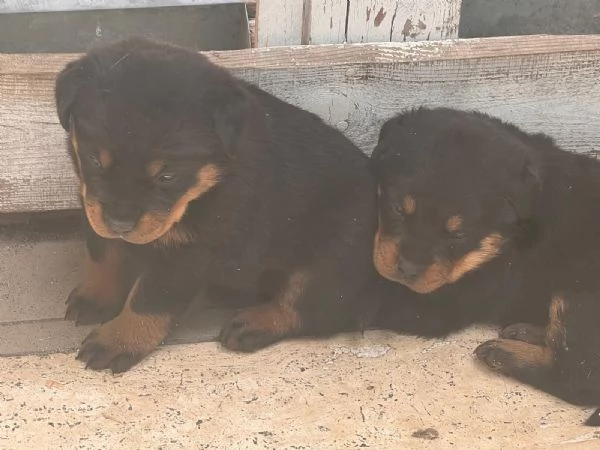 Rottweiler  | Foto 1