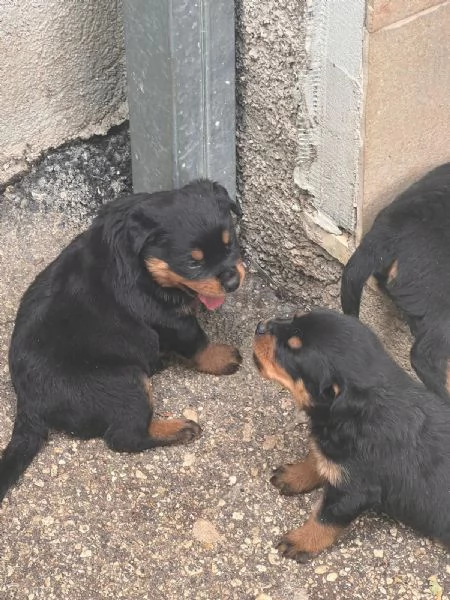 Rottweiler  | Foto 0