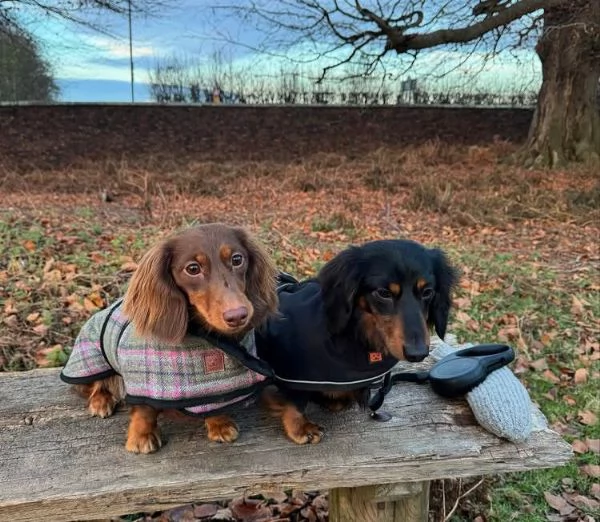 Bassotto nana (cuccioli maschio e femmina)