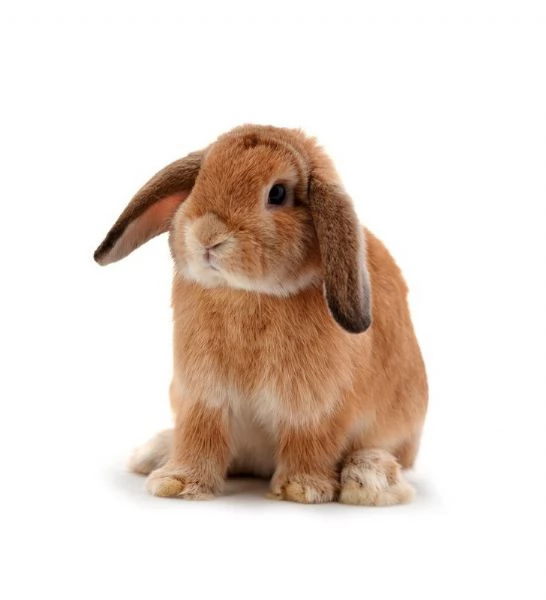 Coniglio ariete  | Foto 3