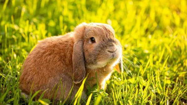 Coniglio ariete  | Foto 1