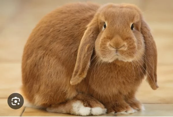 Coniglio ariete  | Foto 0