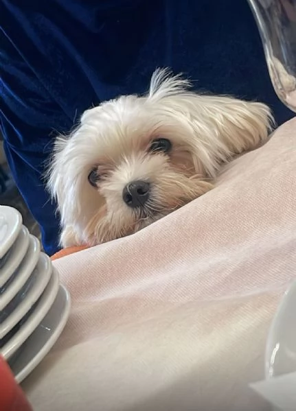 Maltese maschio toy  | Foto 1