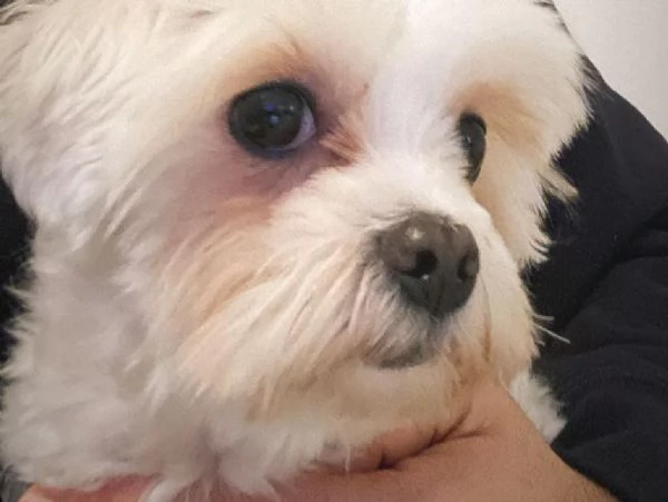 Maltese maschio toy  | Foto 0