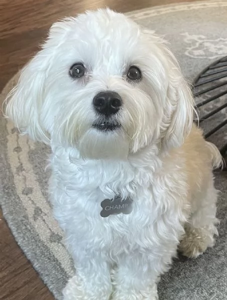 Cuccili di maltese toy  | Foto 1