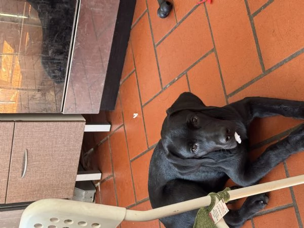 Vendo un cucciolo di Labrador di 5 mesi 