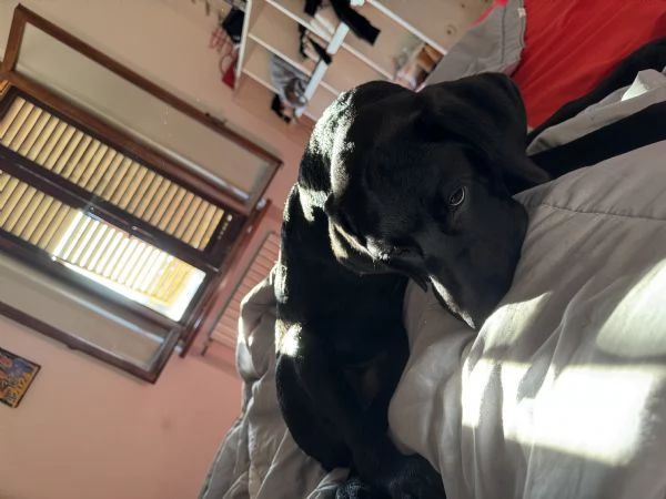 Vendo un cucciolo di Labrador di 5 mesi  | Foto 3