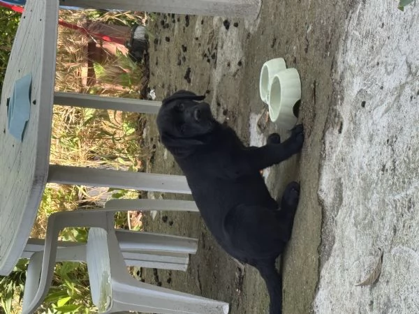 Vendo un cucciolo di Labrador di 5 mesi  | Foto 2