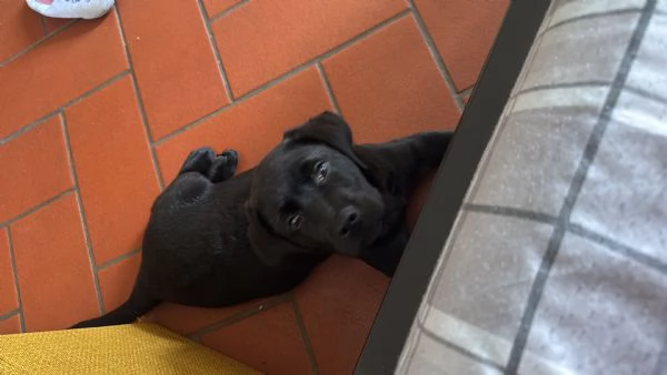 Vendo un cucciolo di Labrador di 5 mesi  | Foto 0