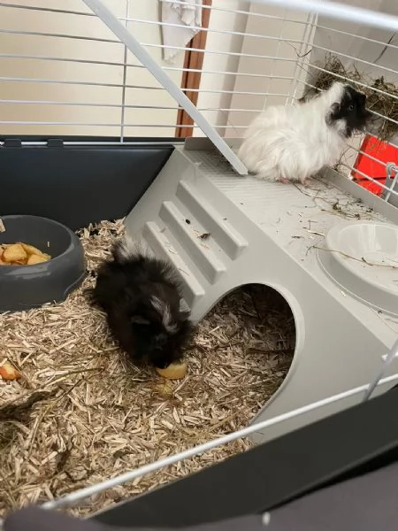 Regalo n. 2 cavie | Foto 0