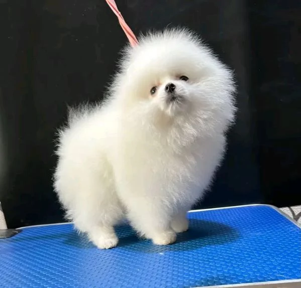 cuccioli di pomerania