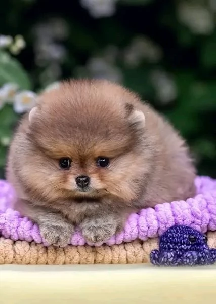 cuccioli di pomerania | Foto 0
