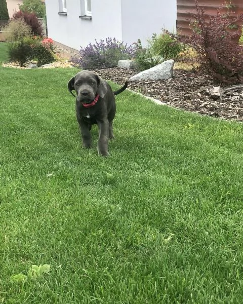 Cuccioli di Cane Corso con pedigree ENCI disponibili per l'adozione | Foto 6