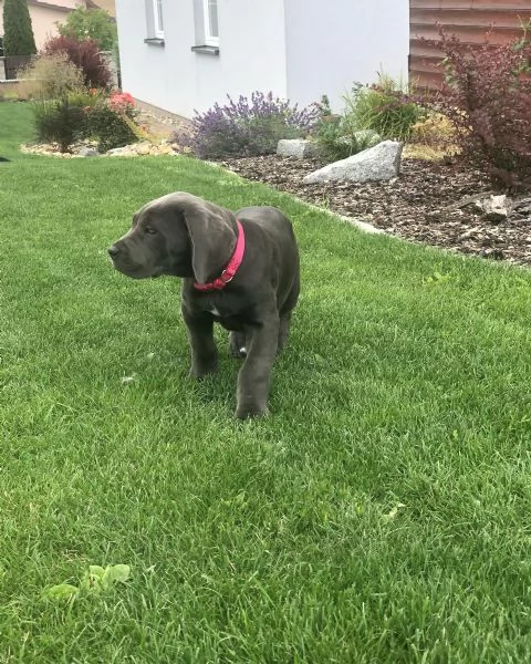 Cuccioli di Cane Corso con pedigree ENCI disponibili per l'adozione | Foto 5