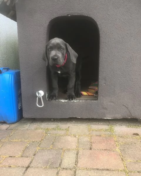 Cuccioli di Cane Corso con pedigree ENCI disponibili per l'adozione | Foto 4