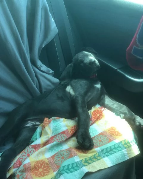 Cuccioli di Cane Corso con pedigree ENCI disponibili per l'adozione | Foto 3