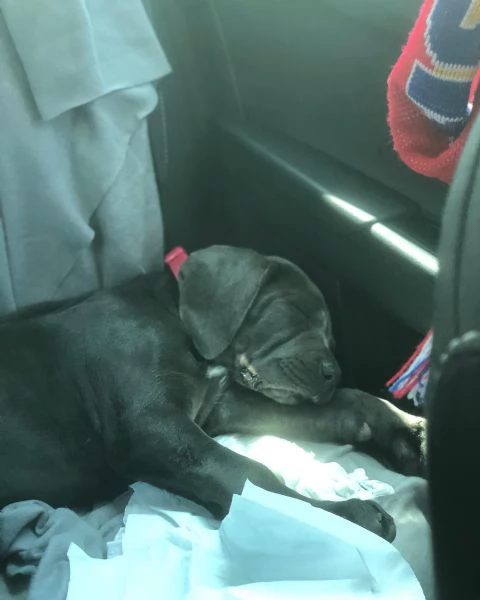 Cuccioli di Cane Corso con pedigree ENCI disponibili per l'adozione | Foto 2