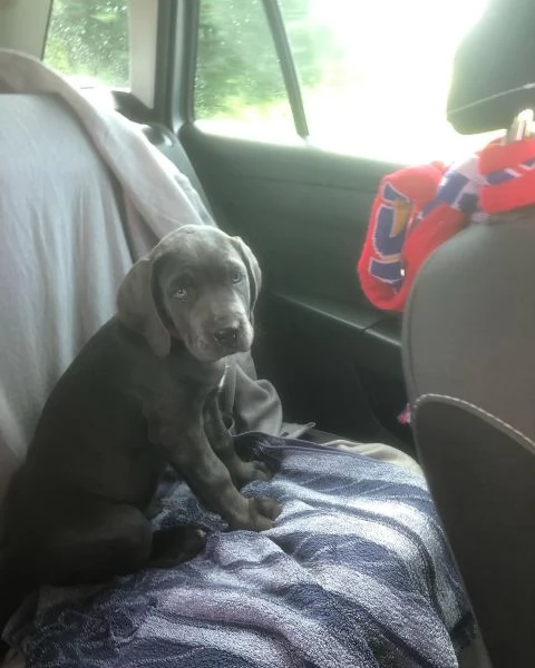 Cuccioli di Cane Corso con pedigree ENCI disponibili per l'adozione