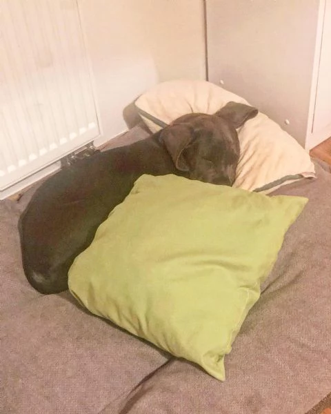 Cuccioli di Cane Corso con pedigree ENCI disponibili per l'adozione | Foto 1