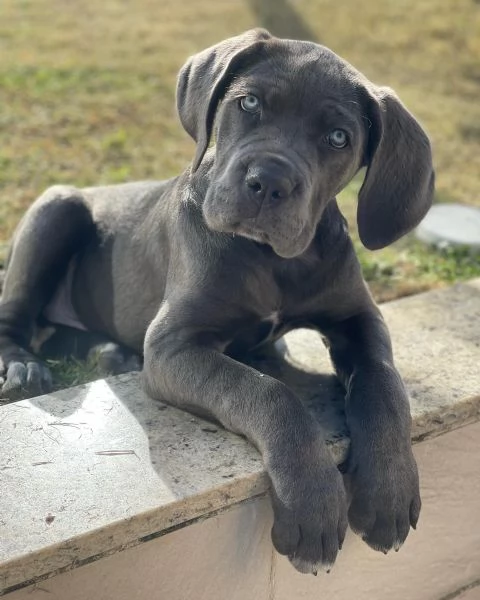 Cuccioli di Cane Corso - Disponibili ora | Foto 6